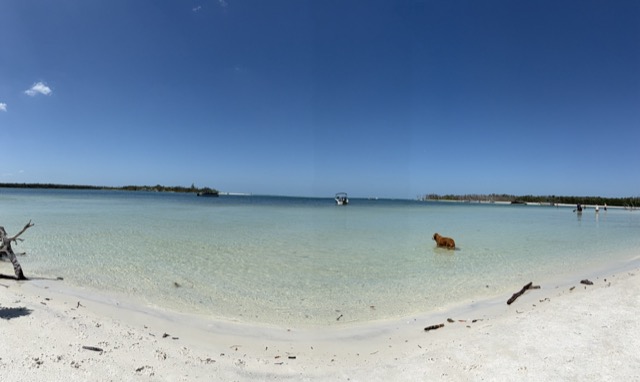 Dog Beach Park nearby